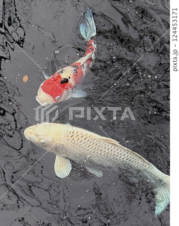 池で泳ぐ錦鯉 124453171