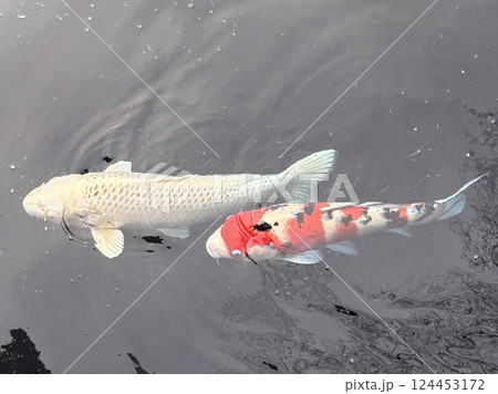 池で泳ぐ錦鯉 124453172