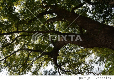 千葉県香取郡神崎町神崎本宿の神崎神社 御神木の大クス 千葉県香取郡神崎町神崎本宿の神崎神社 御神木の大クス 124453175