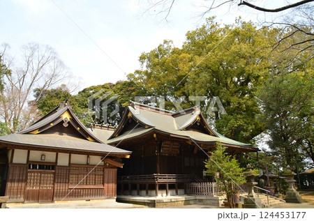 千葉県香取郡神崎町神崎本宿の神崎神社　御神木の大クス 124453177