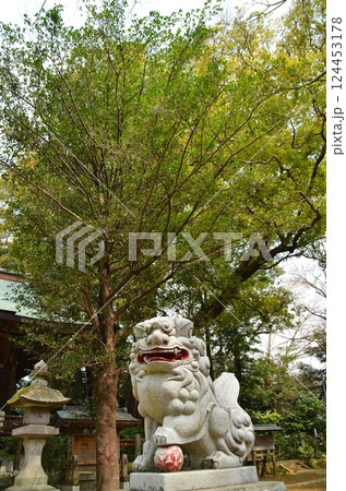 千葉県香取郡神崎町神崎本宿の神崎神社 御神木の大クス 千葉県香取郡神崎町神崎本宿の神崎神社 御神木の大クス 124453178