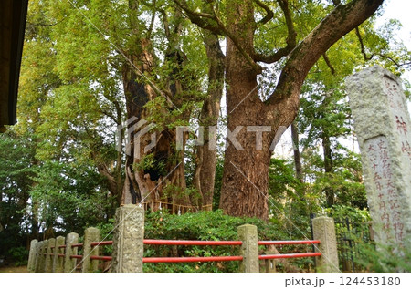 千葉県香取郡神崎町神崎本宿の神崎神社　御神木の大クス 124453180