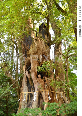 千葉県香取郡神崎町神崎本宿の神崎神社 御神木の大クス 千葉県香取郡神崎町神崎本宿の神崎神社 御神木の大クス 124453181