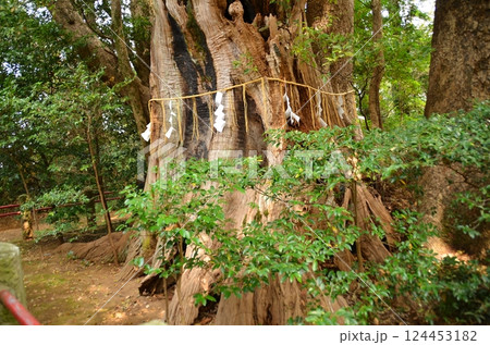 千葉県香取郡神崎町神崎本宿の神崎神社　御神木の大クス 124453182