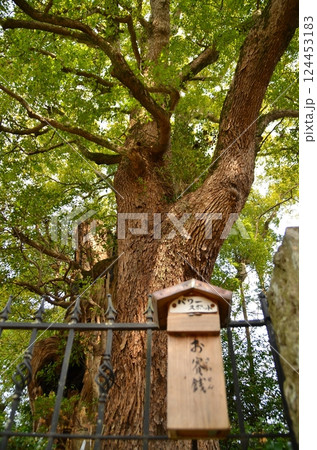 千葉県香取郡神崎町神崎本宿の神崎神社 御神木の大クス 千葉県香取郡神崎町神崎本宿の神崎神社 御神木の大クス 124453183