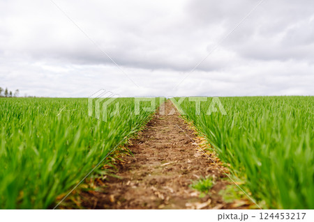 Green wheat growing in the fields. ?oncept of agriculture, ecology, gardening. Field of green grass. 124453217