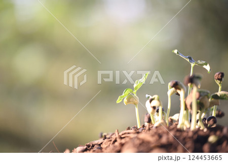 Macro of small vegetable sprouts growing up under sunlight 124453665