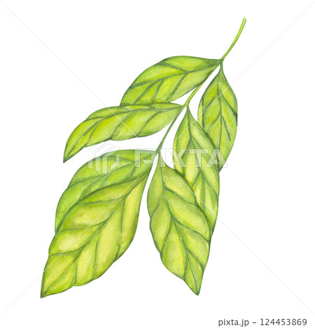 Watercolor green foliage, carambola branches. Leaf of plantation matcha tea, tobacco, cocoa, citrus. Botanical clipart. Hand drawn watercolor illustration isolated white background. Watercolor green foliage, carambola branches. Leaf of plantation matcha tea, tobacco, cocoa, citrus. Botanical clipart. Hand drawn watercolor illustration isolated white background. 124453869