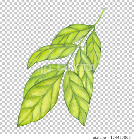 Watercolor green foliage, carambola branches. Leaf of plantation matcha tea, tobacco, cocoa, citrus. Botanical clipart. Hand drawn watercolor illustration isolated white background. 124453869