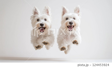 元気いっぱいに走る白いウェスティの子犬たち 124453924