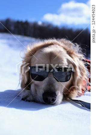 雪の中で遊ぶサングラスをかけた犬 124454023