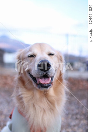笑顔の犬 124454024