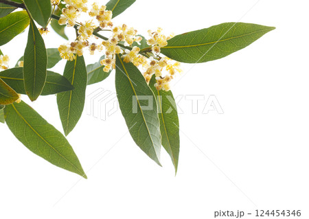 Bay tree or Laurel Leaves isolated on white background 124454346