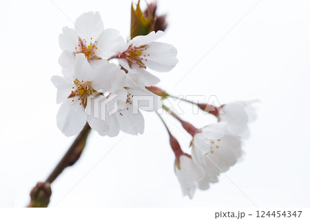 Isolated flower blossom background. White cherry flowers in sunlight 124454347