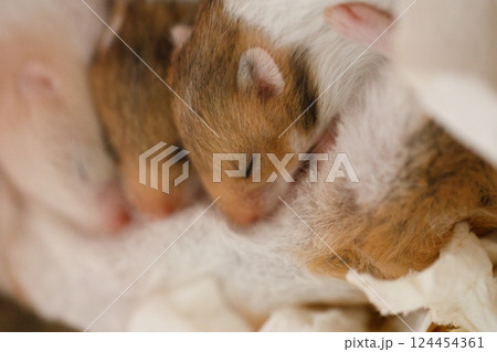 Syrian hamster mother with her baby hamster 10 days old Syrian hamster mother with her baby hamster 10 days old 124454361