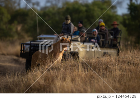 Guests in jeep watch young male lion Guests in jeep watch young male lion 124454529