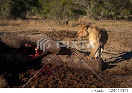 Lioness climbs on African bush elephant carcase Lioness climbs on African bush elephant carcase 124454541