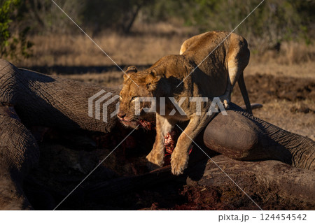 Lioness crouches on African bush elephant carcase Lioness crouches on African bush elephant carcase 124454542