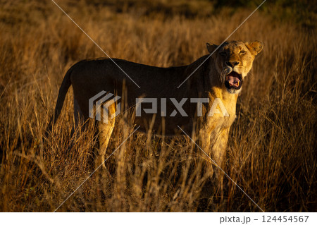 Lioness stands yawning widely in tall grass Lioness stands yawning widely in tall grass 124454567