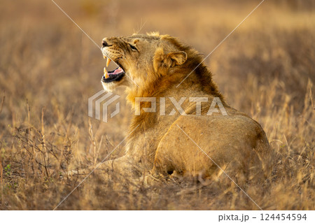 Male lion lies on grass finishing yawn 124454594