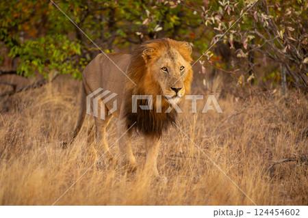 Male lion walks toward camera past bushes Male lion walks toward camera past bushes 124454602