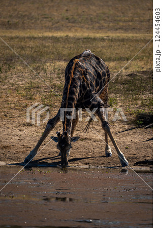 Male southern giraffe stands drinking at waterhole 124454603