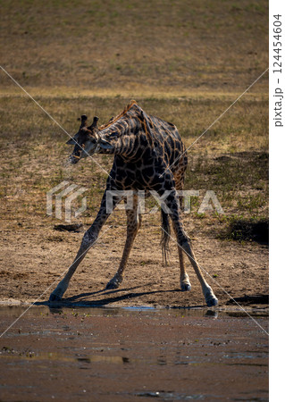 Male southern giraffe stands up dribbling water Male southern giraffe stands up dribbling water 124454604