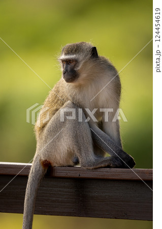 Vervet monkey sits on railing turning round 124454619