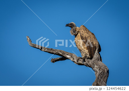 White-backed vulture on tree against blue sky White-backed vulture on tree against blue sky 124454622