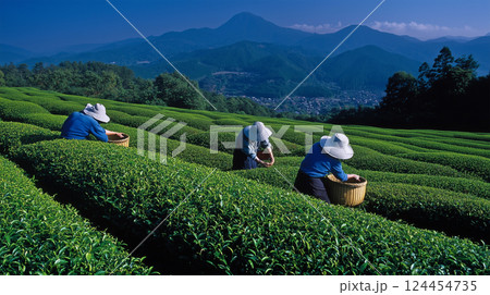 若葉が輝く春、新茶を丁寧に摘み取る茶畑 124454735