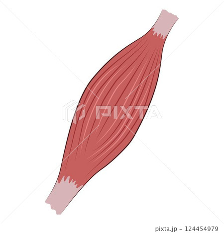 physiology of human Muscle Illustration 124454979