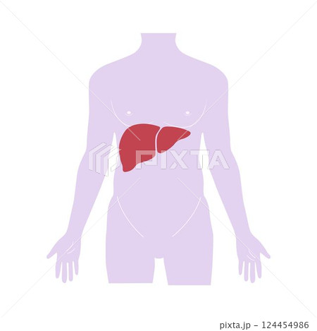 Liver,  Internal organs in a human body. medical infographics. 124454986