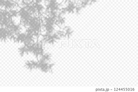 Shadow overlay from a pine tree branch isolated on a transparent background. Shadow overlay from a pine tree branch isolated on a transparent background. 124455016