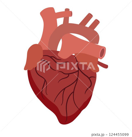 simple Anatomical Human Heart Illustration 124455099