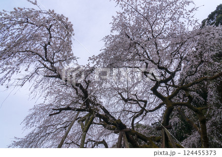 しだれ桜・奥山田 124455373