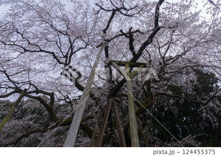 しだれ桜・奥山田 124455375