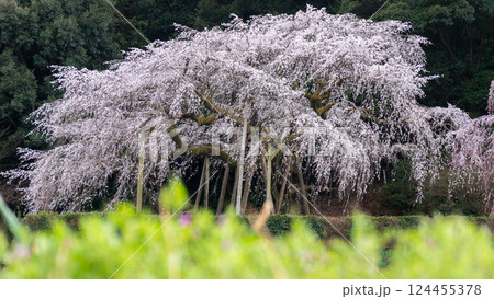 しだれ桜・奥山田 124455378