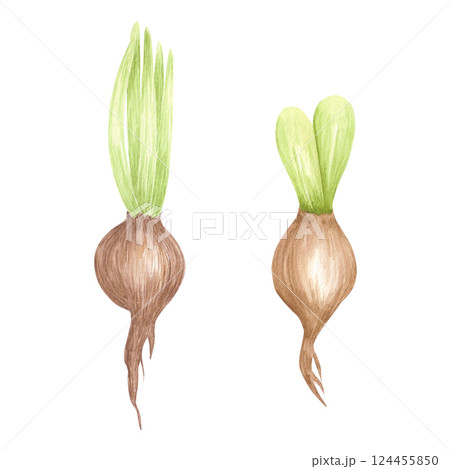 Hand drawn watercolor hyacinth bulbs with green leaves. Illustration of flowers isolated on white background. Can be used for postcard, label, scrapbook and other printed products. Hand drawn watercolor hyacinth bulbs with green leaves. Illustration of flowers isolated on white background. Can be used for postcard, label, scrapbook and other printed products. 124455850