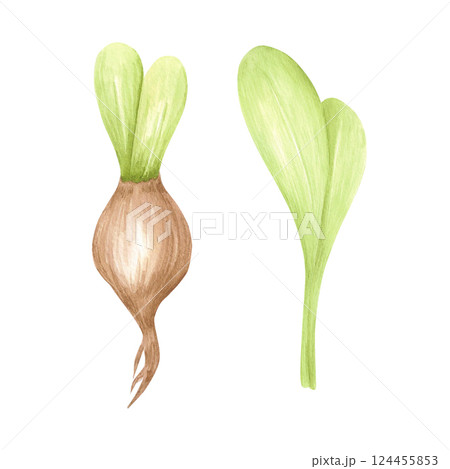 Hand drawn watercolor hyacinth bulbs with green leaves. Illustration of flowers isolated on white background. Can be used for postcard, label, scrapbook and other printed products. 124455853