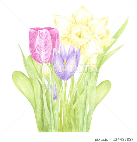 Hand drawn watercolor daffodil crocus and tulip with green leaves bouquet isolated on white background. Can be used for postcard, label, scrapbook and other printed products. Hand drawn watercolor daffodil crocus and tulip with green leaves bouquet isolated on white background. Can be used for postcard, label, scrapbook and other printed products. 124455857