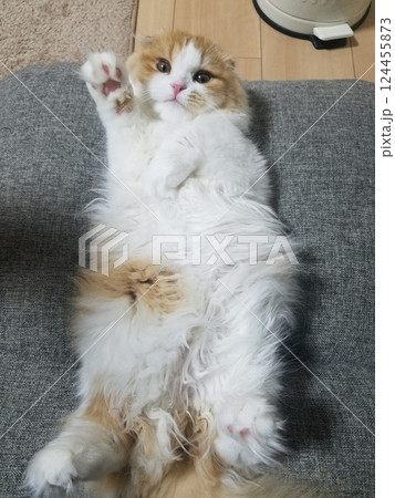 ソファの上でくつろぐスコティッシュフォールド ソファの上でくつろぐスコティッシュフォールド 124455873