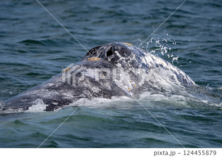 detail of blowhole of Grey whale in magdalena bay laguna de san ignacio baja california sur mexico 124455879