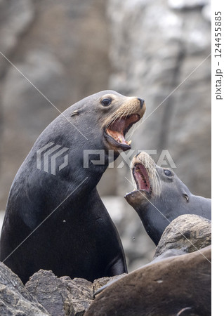 vertical photo of a Sea Lion colony in Cortez Sea Isla Cerralvo baja california sur mexico relaxing on the rocks 124455885