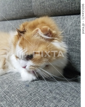 モヒカンヘアのスコティッシュフォールド 124455896