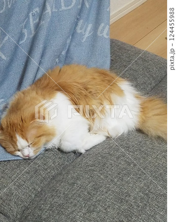 ソファで昼寝するスコティッシュフォールド ソファで昼寝するスコティッシュフォールド 124455988