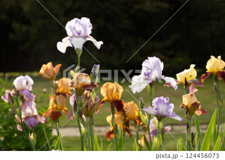 Irises flowers of different varieties in garden on flowerbed. Close up. Outdoors. Summer season 124456073