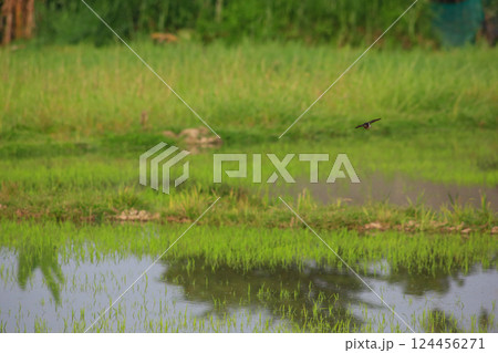 Bird is hunting over green rice field 124456271