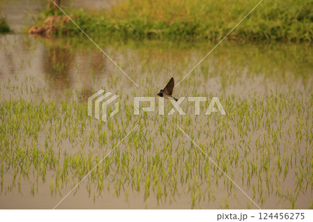 Bird is hunting over green rice field 124456275