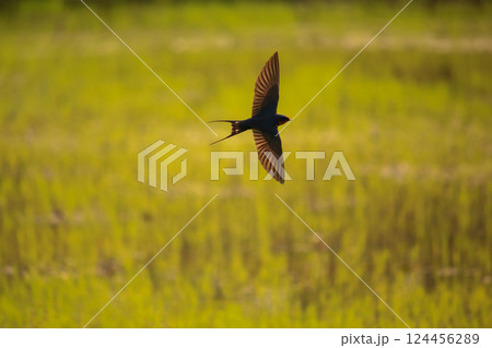 Bird is hunting over green rice field Bird is hunting over green rice field 124456289