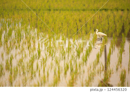 Bird is hunting over green rice field 124456320